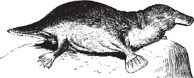 Platypus 古董插图黑色村庄白色河流艺术绘画栖息雕刻背景图片