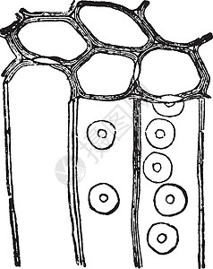 木细胞古代插图植物白色绘画雕刻黑色艺术种子木头背景图片