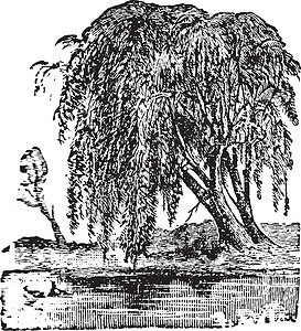 柳树古迹插图艺术灌木雕刻白色绘画柳属黑色背景图片