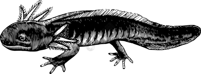 Axolotl 陈年插图高清图片