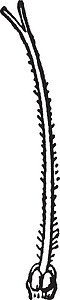 薄牛舌毒蛇牛舌草复古插画白色黑色绘画插图雕刻艺术树叶插画