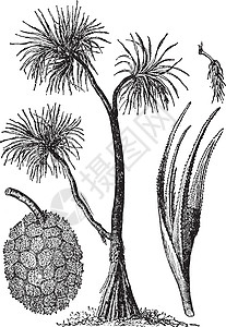 螺丝松复古插画黑色单子松树白色绘画植物艺术雕刻插图插画