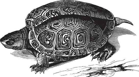 南汝岛光滑的水龟复古插图插画