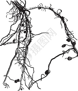 结核 根原插图黑色植物雕刻白色港口绘画生物艺术共生体器官插画