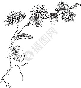 堇菜Viola genus 花朵 植物 紫罗兰 家庭插画