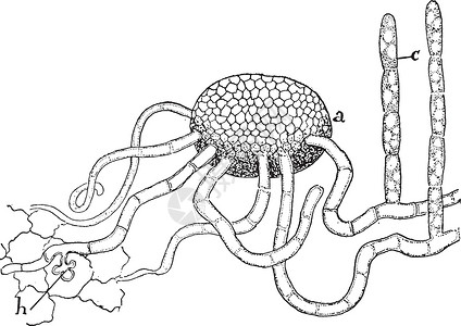 古代插图表皮黑色白色艺术菌丝孢子叶子雕刻绘画背景图片