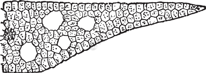 毛蚁属陈年插图雕刻黑色树叶绘画组织毛属叶子白色艺术细胞插画