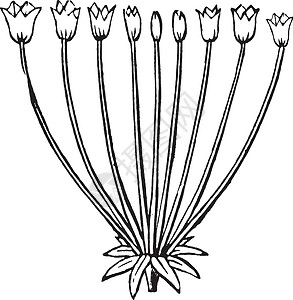 伞形花序复古插画黑色雕刻白色艺术绘画插图背景图片