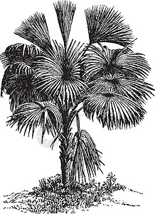 塔利棕榈树复古插画白色棕榈树叶插图热带黑色雕刻艺术绘画插画