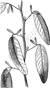 电报-植物古代插图背景图片