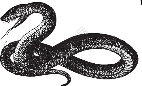 蛇亚目蛇复古插图绘画食肉雕刻白色亚目艺术蛇类黑色插画