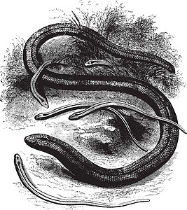 缓慢的蠕虫 古老的插图背景图片