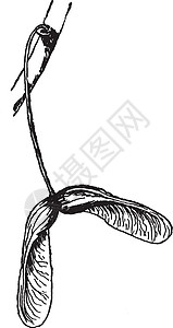宏碁红枫种子复古插画雕刻白色插图红色黑色艺术绘画插画