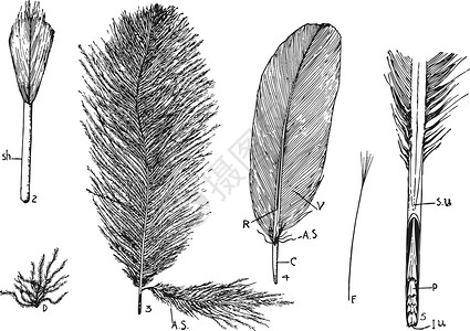 羽毛类型复古插图背景图片