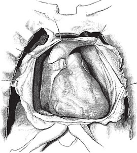 心脏的位置 陈年插图背景图片