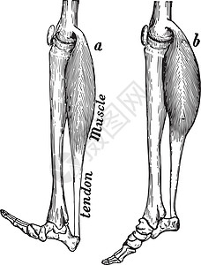 腿部肌肉复古图背景图片
