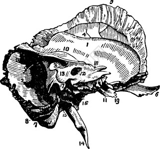 分界洲时空骨层的马斯图和佩特罗斯分界 旧年i插画