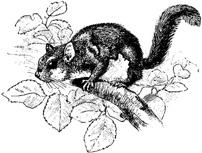 家庭松鼠美国飞行松鼠 古董插图插画