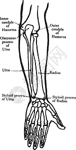前臂骨骼的后视图复古插图背景图片