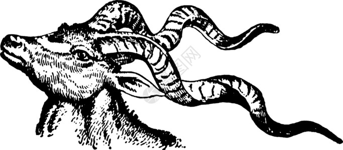 蚂蚁 古董插图艺术家庭反刍动物黑色白色绘画雕刻背景图片