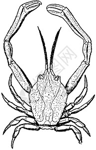 面罩螃蟹 古董插图背景图片