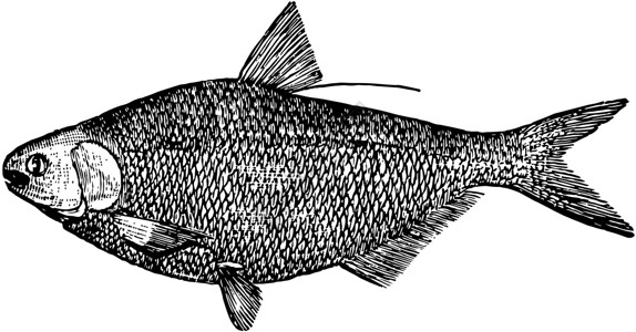 鲹科鱼插图家庭雕刻黑色绘画艺术鲱鱼白色插画
