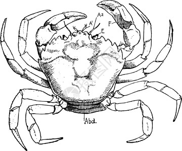 沙蟹 古董插图插画