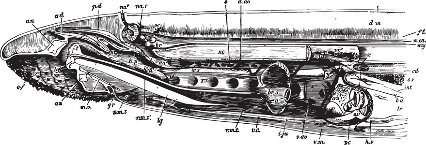 海里努斯Lamprey解剖学 老式插图插画
