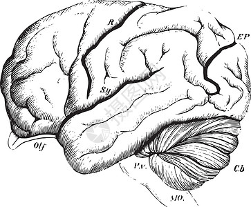 Orangutan人大脑 古董插图背景图片