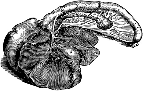 狗的消化器官 古董插图背景图片