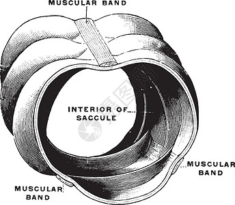 大肠复古图的结构背景图片