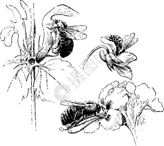 蜜蜂访问花 古典插图背景图片