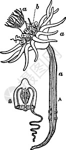 Corymorpha复古插图背景图片