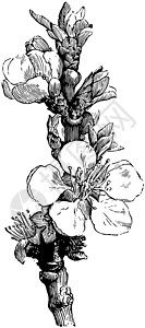 阿普利科特古代插图的鲜花背景图片