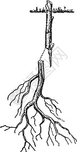 木本植物复古插图的根嫁接背景图片