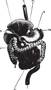 消化道复古插图的一般视图背景图片