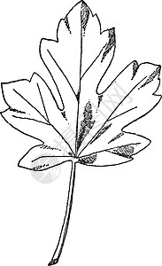 枫叶设计经常用在带状复古雕刻上背景图片