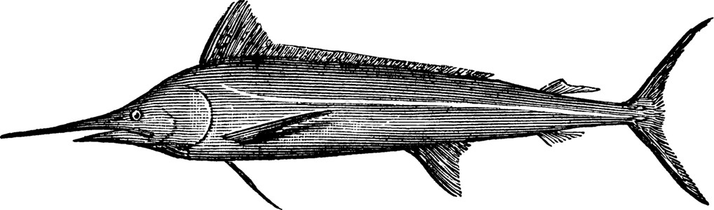 白马林旗鱼复古插图背景图片