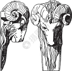 Ram Head 是一个可以追溯到文艺复兴晚期的古董雕刻背景图片
