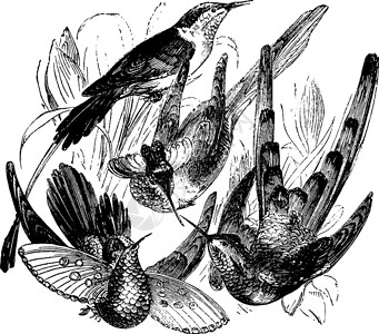 蜂鸟物种 陈年插图背景图片