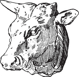 牛头黑白素材牛头由的设计插画