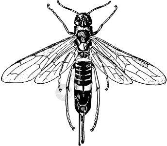 鸽子树蜂复古插图角尾白色雕刻黑色绘画艺术背景图片