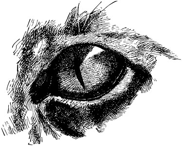 猫眼合同 陈年插图背景图片