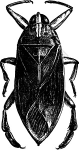 洛斯贝莱斯巨型水虫复古插图插画
