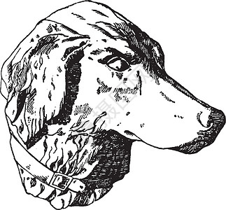 本哈杜猎狗头是文哥曼钦的设计的插画