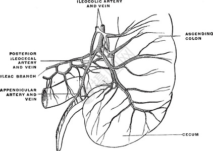 盲肠和阑尾的动脉和静脉插画