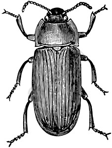 粉虫甲虫复古图白色黑色插图绘画艺术雕刻背景图片