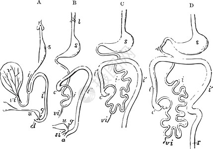 消化道的发展复古插图艺术雕刻黑色白色绘画背景图片