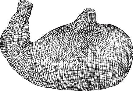 奇达渔村斯托马奇的肌肉外套 古董插图插画