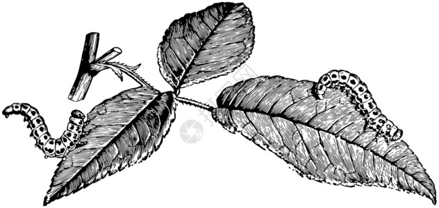 叶蜂玫瑰叶草苍蝇的喉咙 陈年插图插画